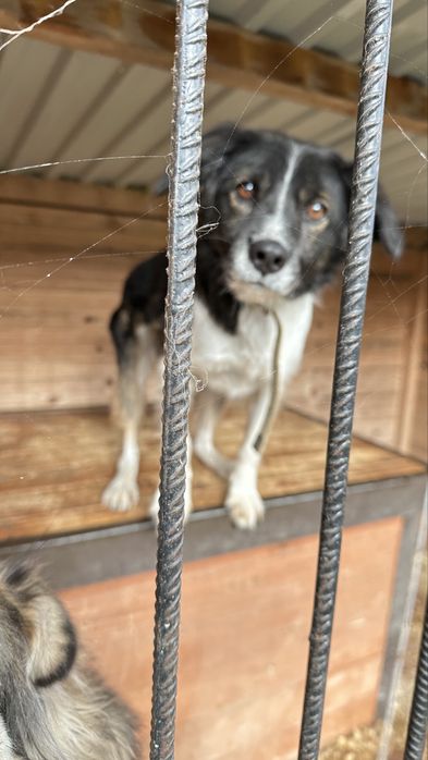 Песик Джек шукає дім