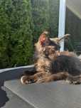 Czarny kocur Maine coon