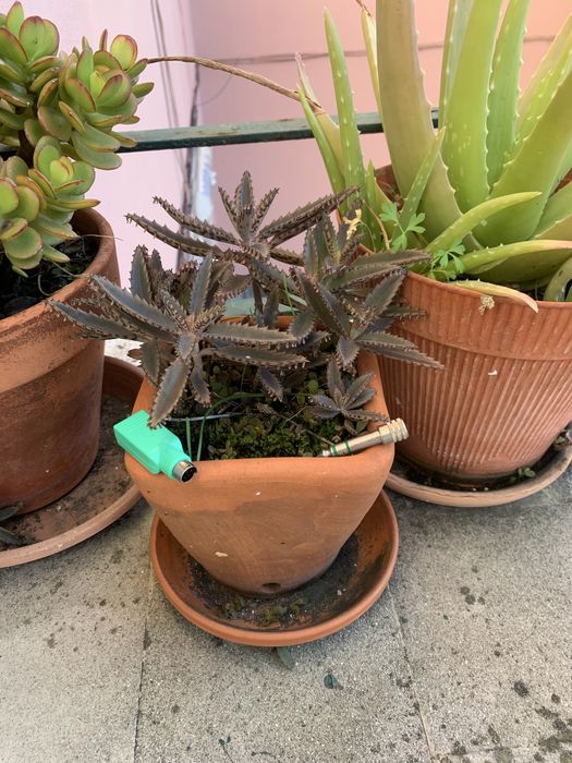 Adaptador USB femea>PS/macho + Adaptador Jack6.3 macho>Jack3.5 femea