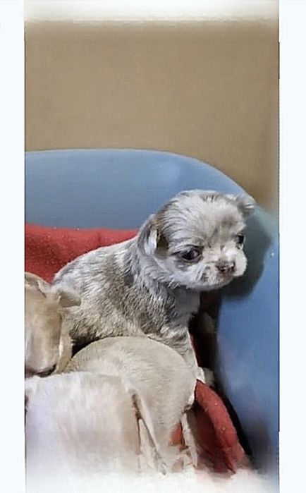 Lilac Merle type Cobby chic sneeze