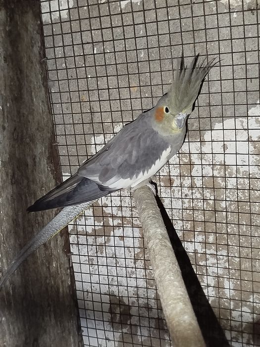 Caturra fêmea ano 24