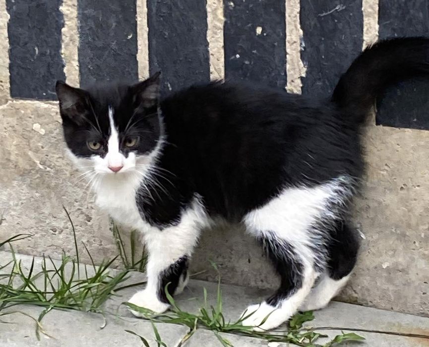 Котик, безкоштовно