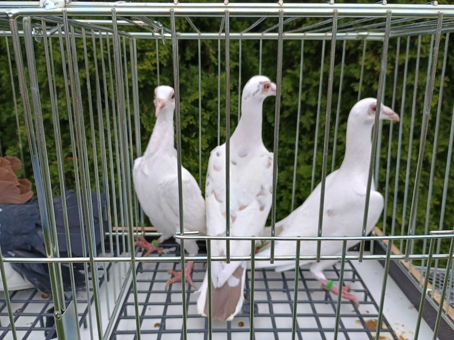 Kariery gołębie ptaki