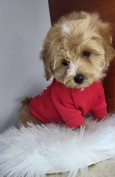 Piesek maltipoo f1 pies