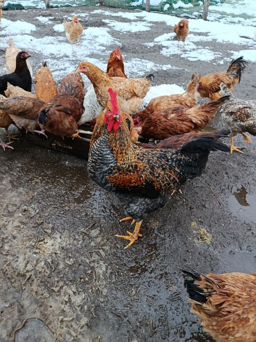 Młode koguty sprzedam