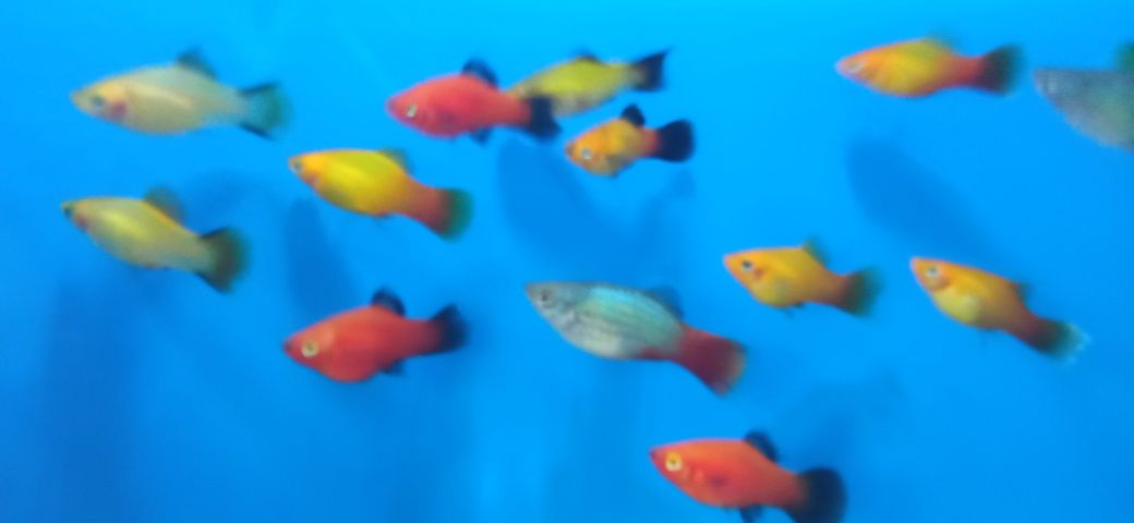 Platka, zmienniak plamisty, Xiphophorus maculatus