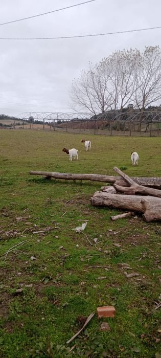 Vende-se cabritos Boer puros