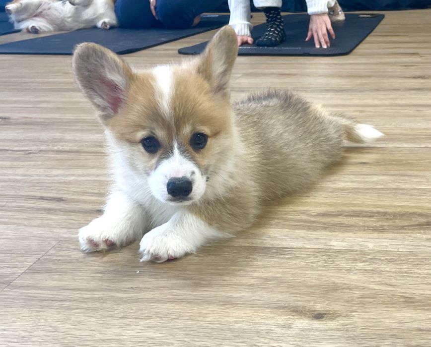 Welsh corgi pembroke ruda suczka po Championie FCI