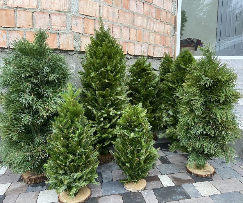 Ялинка плетена , ялинка з живих гілок, жива ялинка, сосна, ялинка