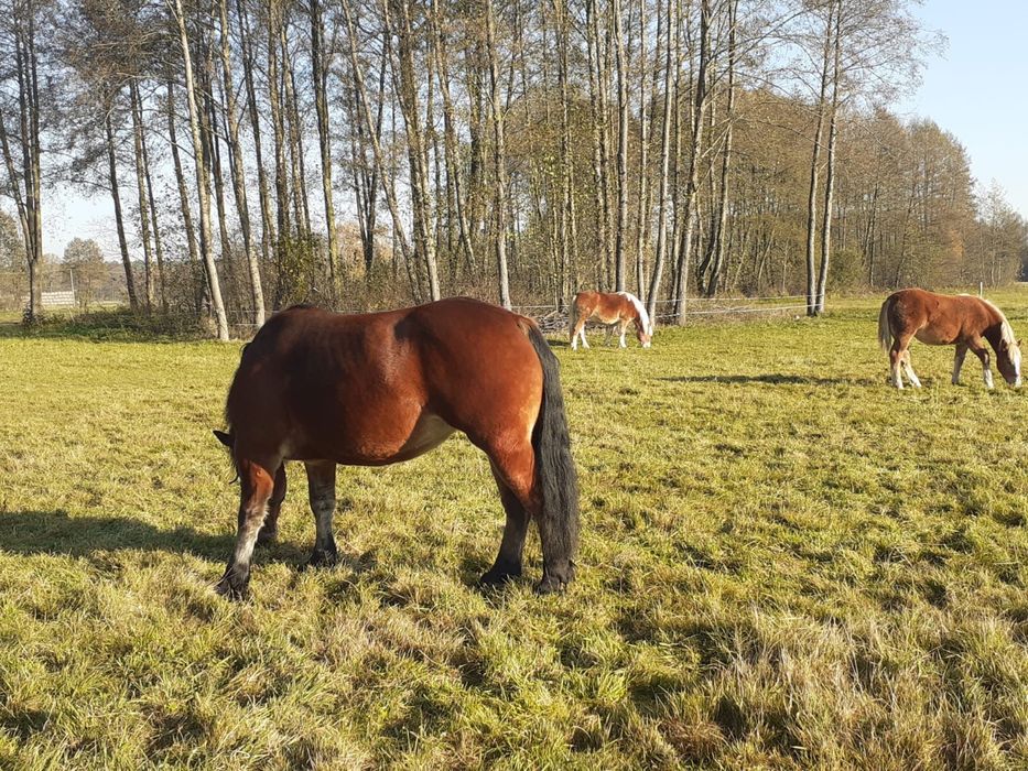 Klacz gniada zimnokrwista PKZ Polski Koń Zimnokrwisty źrebna