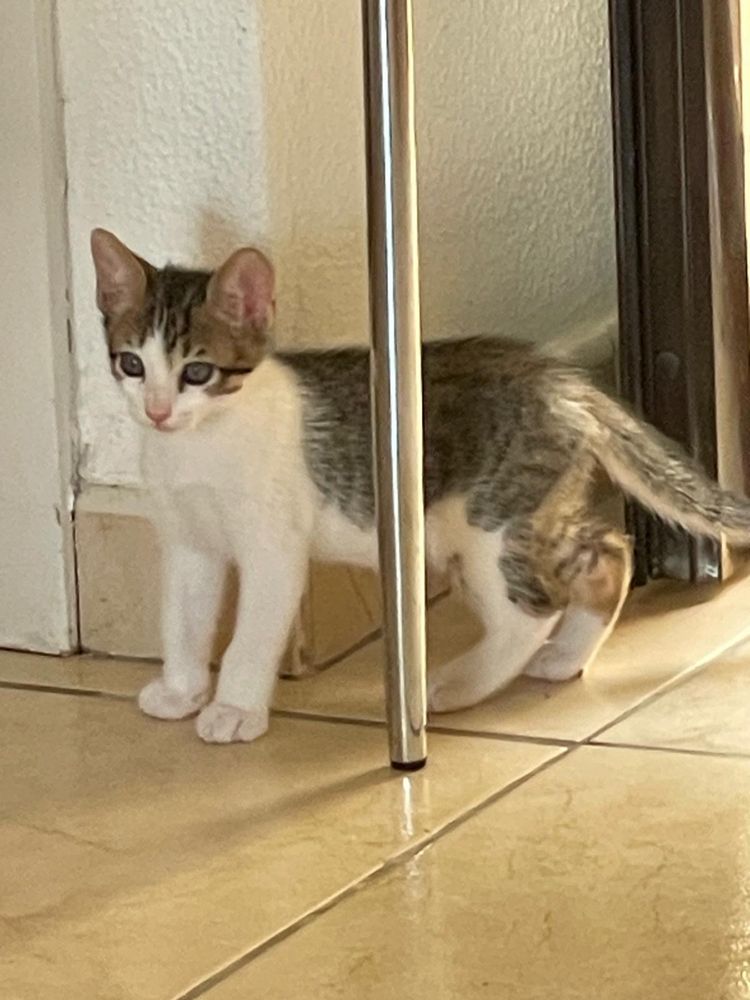 Gatinho bebé para Adoção!