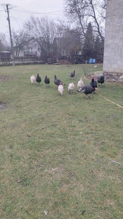 Sprzedam indyki i indory