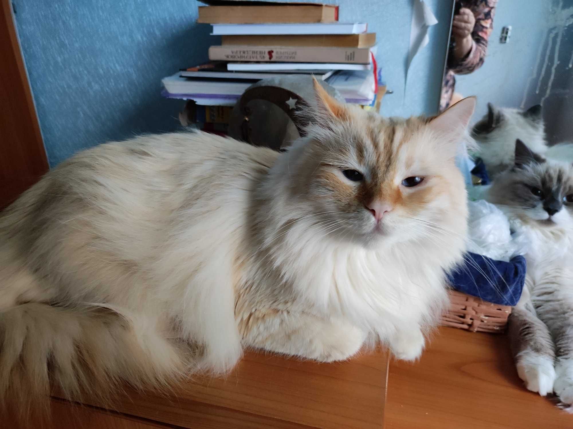 Котик рідкого окрасу невської маскарадної породи