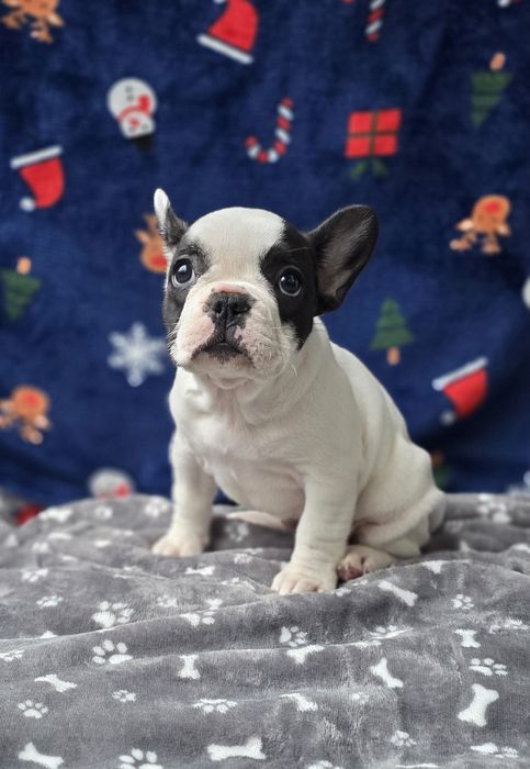 Fabulosa! Buldogue Francês Fêmea Preta e Branca