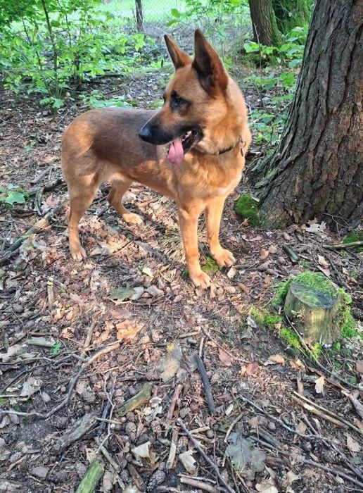 Wera łagodna spokojna sunia szuka domu