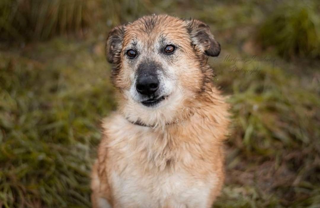 RUFUS starszy psiak kochający ludzi BŁAGA o wspaniały domek