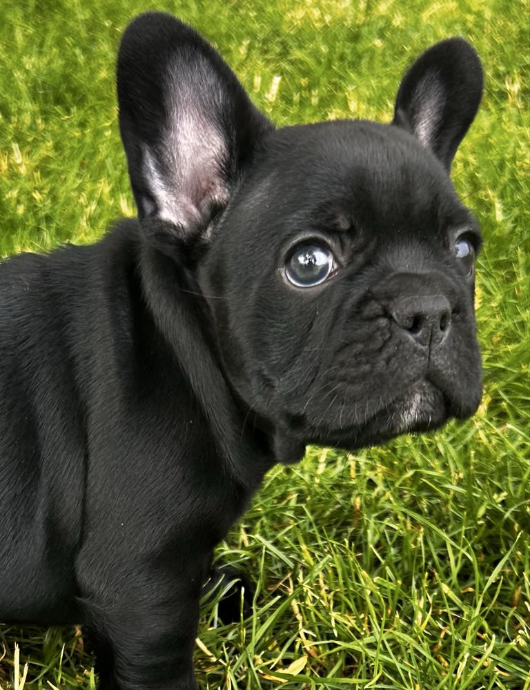 Buldog francuski -chlopczyk