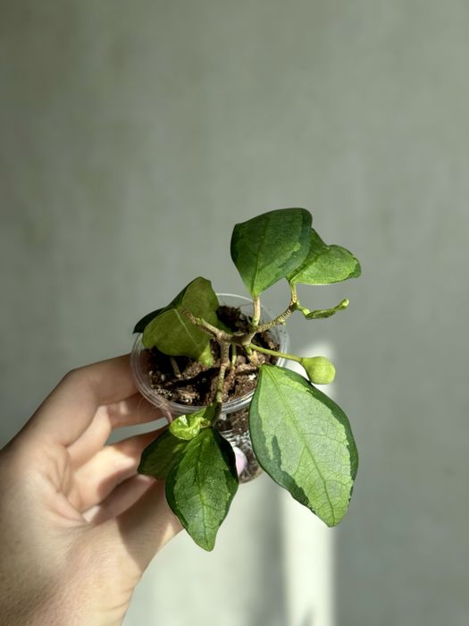 фикус diversifolia