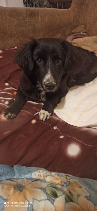 Відам в хороші руки