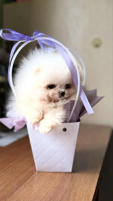 Крихітний малюк помчик