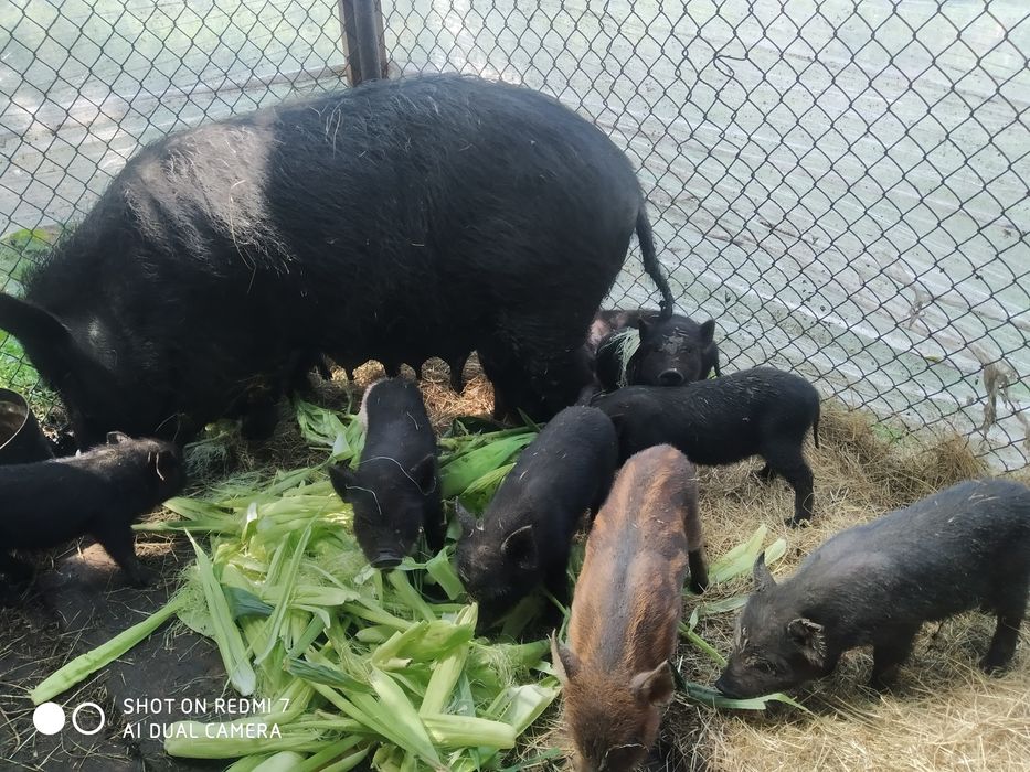 Поросята корейська веслобрюха.