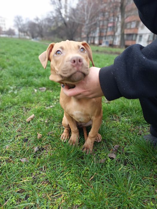 Pitbull, питбультерьер 2 щенка осталось