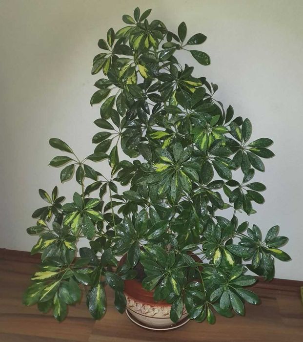 Литая заснеженная сосна 180 см искусственная елка новогодняя со снегом