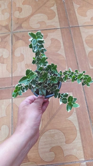 Багаторічники бересклет, барбарис, гібіскус, хости