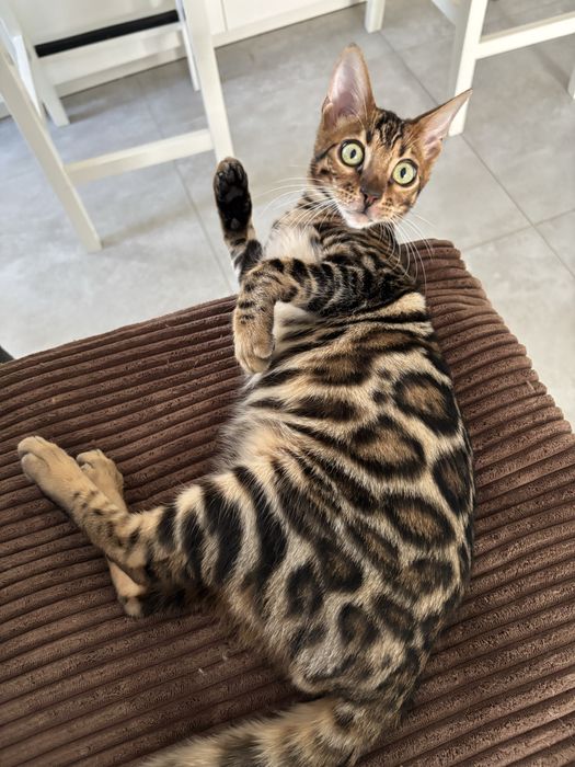 Piękny kocurek bengalski do hodowli