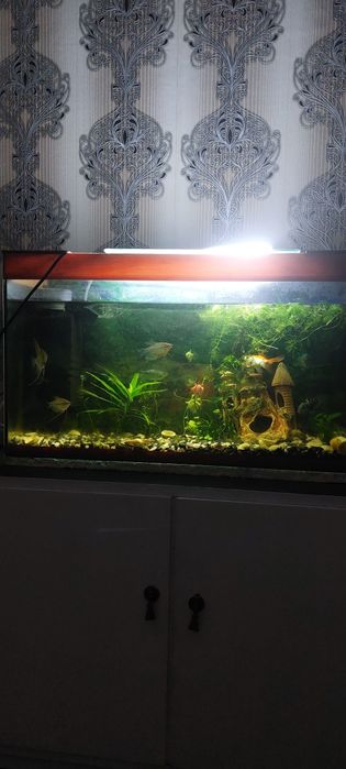 Акваріум  з рибками