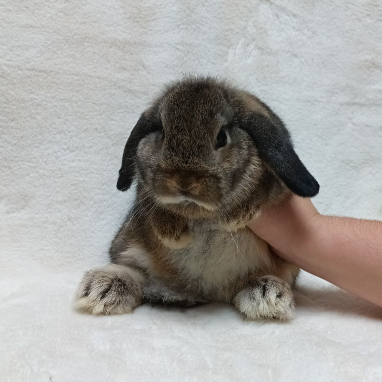 Królik karzełek baranek mini lop do odbioru