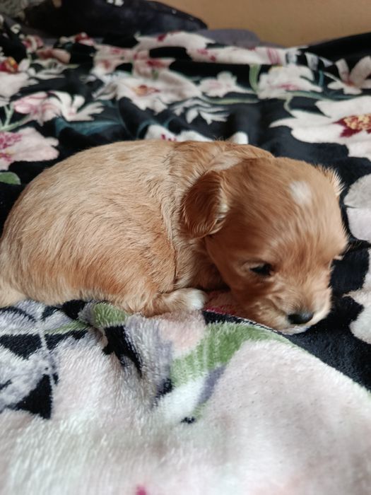 Maltipoo suczka szczeniak