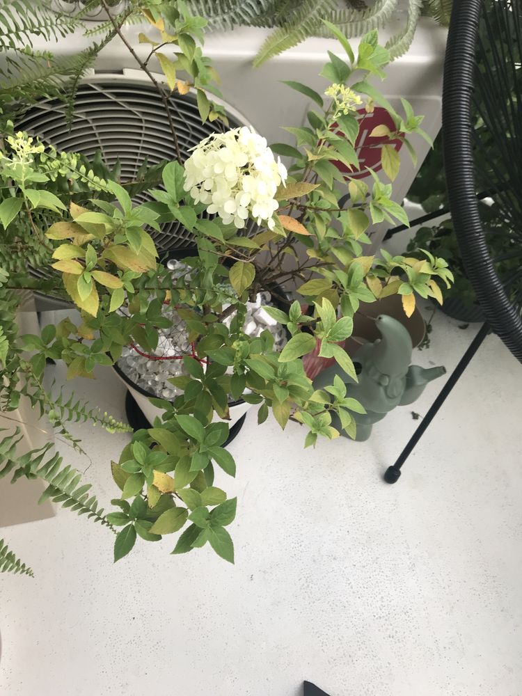 Hortensja plus 4  gratis