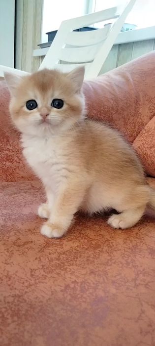 Британские золотые мальчики. Купить в Киеве в украине.Питомник.