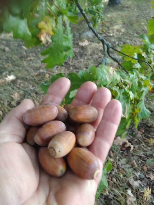 Продаємо жолудь дуба звичайного цьогорічний.