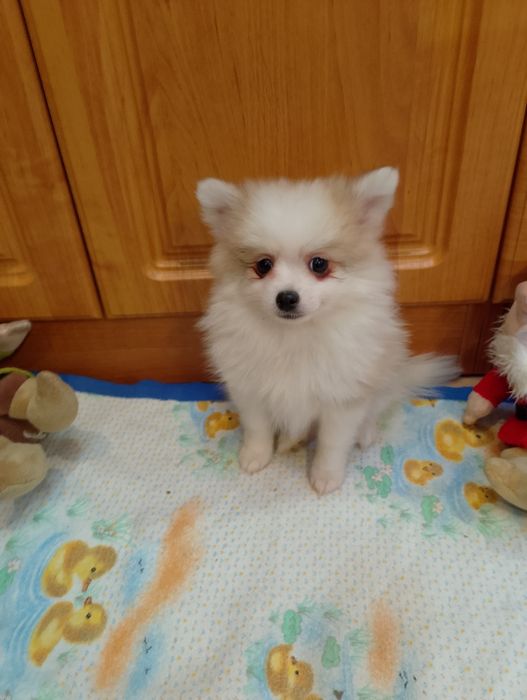 Szpic Miniaturowy Pomeranian Piesek