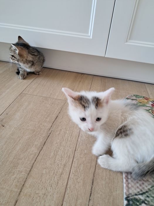Oddam kotki w dobre ręce