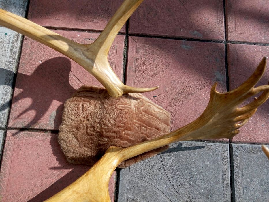 Рога северного оленя