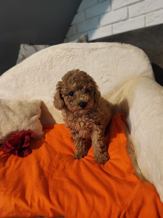 Pudel toy ostatnia suczka