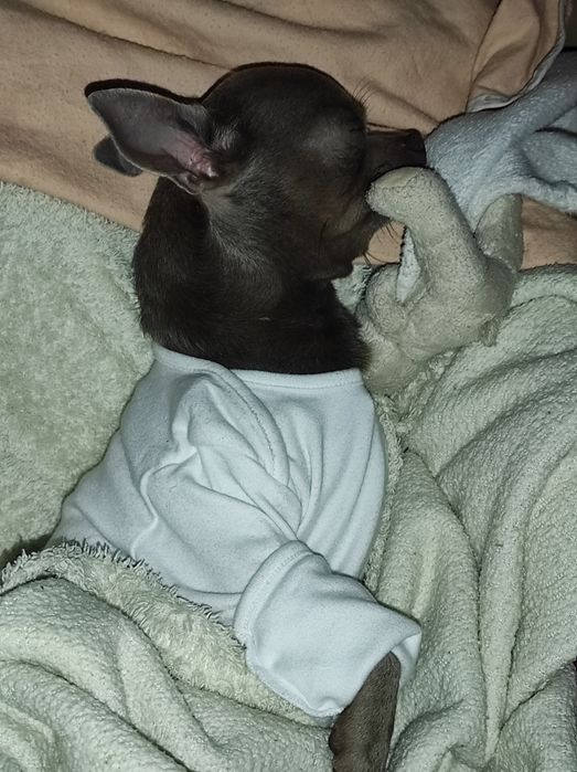 Чихуа лиловый кавалер