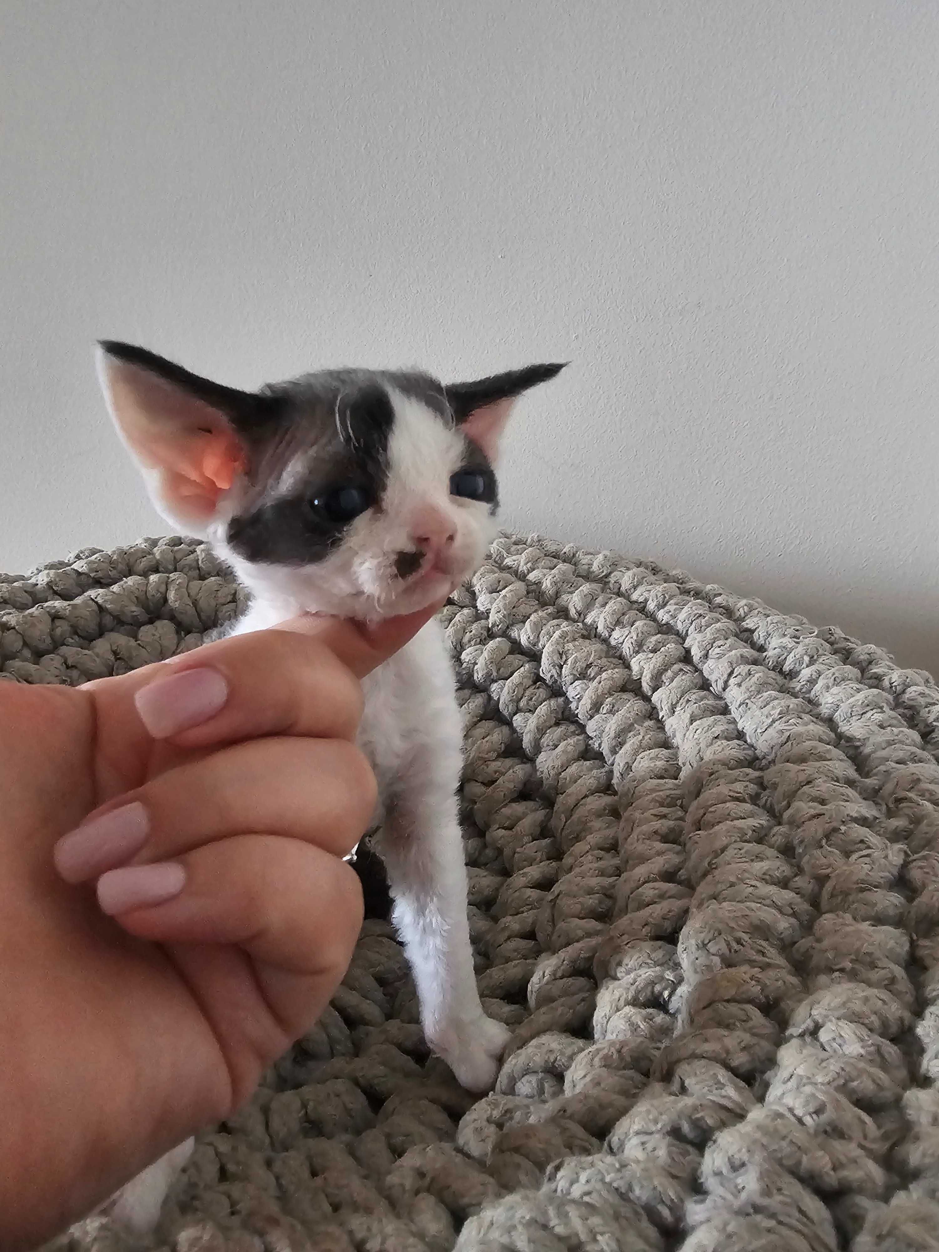 Devon Rex, śliczny kocurek, FPL