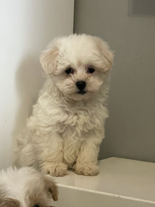 Maltipoo suczka Luna