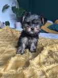 Pies Yorkshire Terrier