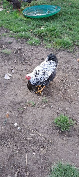 Koguty  wandette srebrna zmienią gospodarstwa .