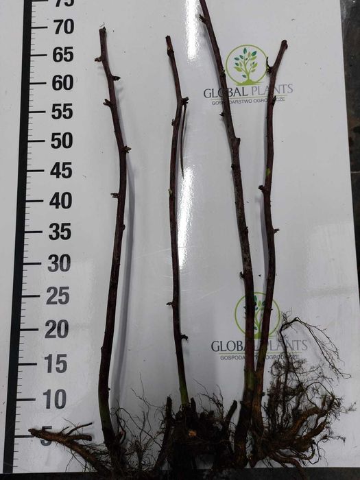 Jeżyna Thornfree I gat goły korzeń