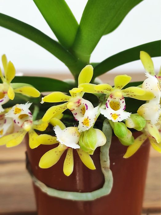 Gastrochilus Acutifolius - orquidea