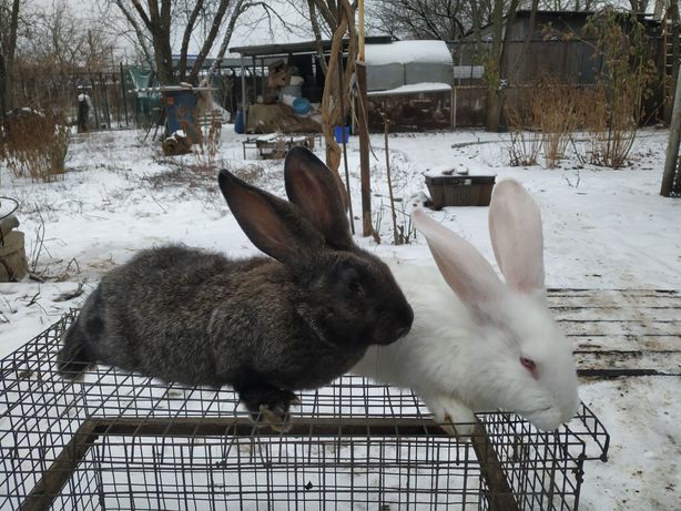 Продам кроликов серый фландэр и белый великан