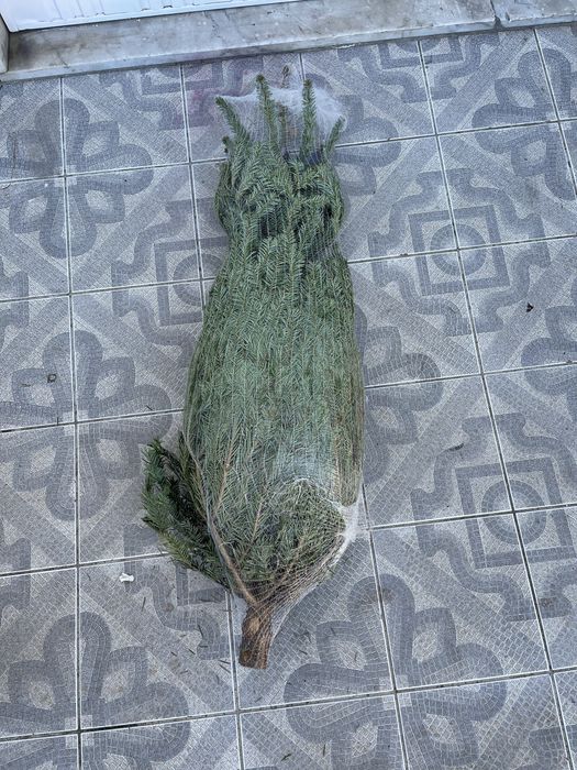 Pinheiro nordico Natal