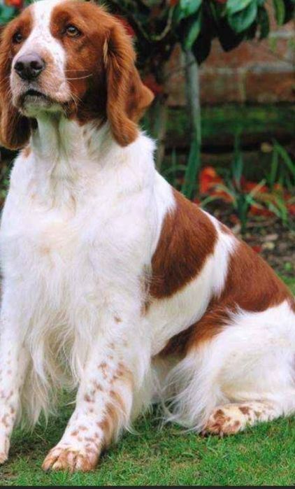 Вельш спрингер-спаніель
