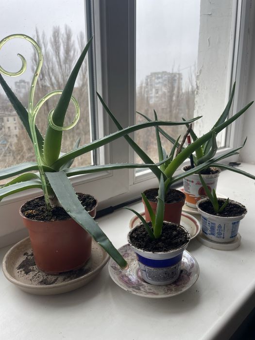 Цветок лечебный Алое вера